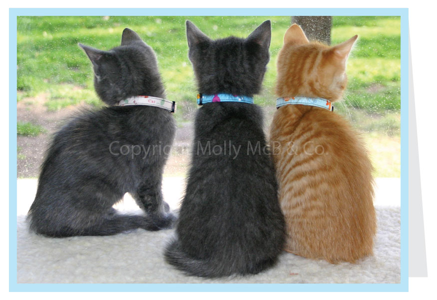 Kittens Card - Blank