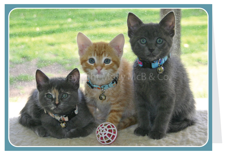 Kittens Card - Blank