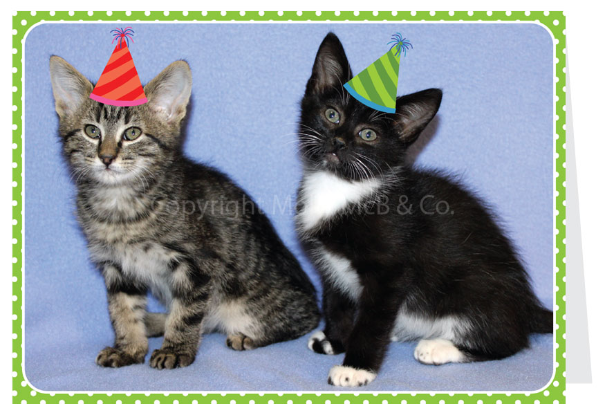 Party Kittens - Blank