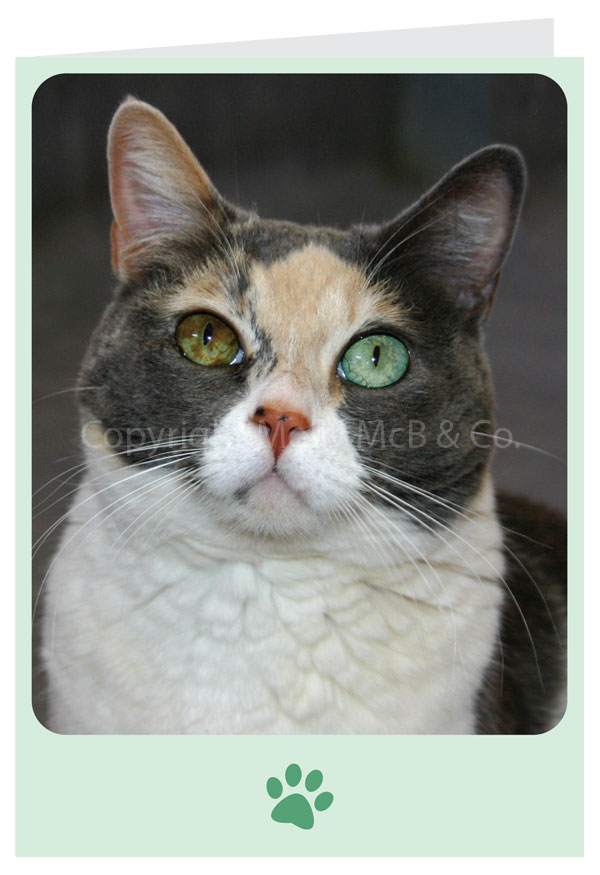 Cat Card - Blank