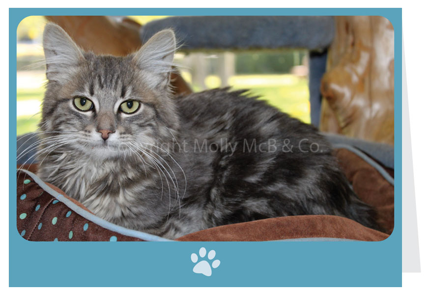 Cat Card - Blank