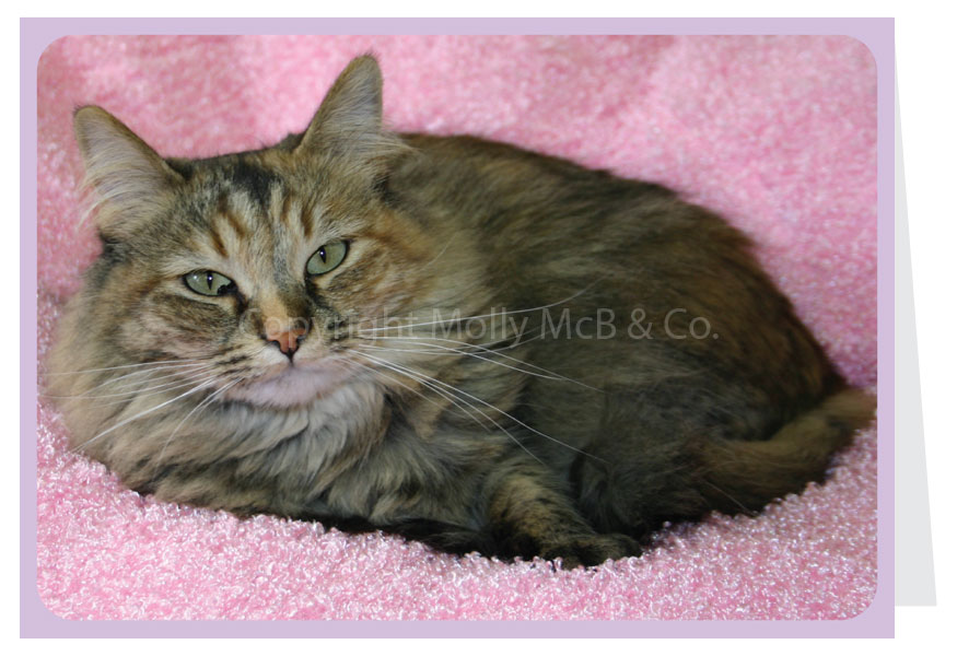 Cat Card - Blank