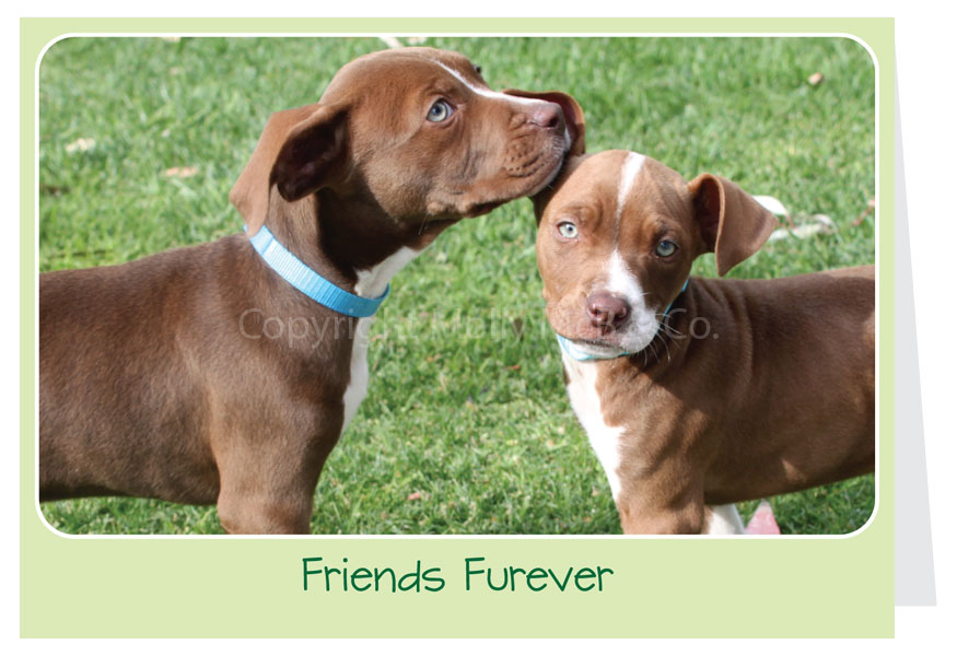 Friends Furever Card