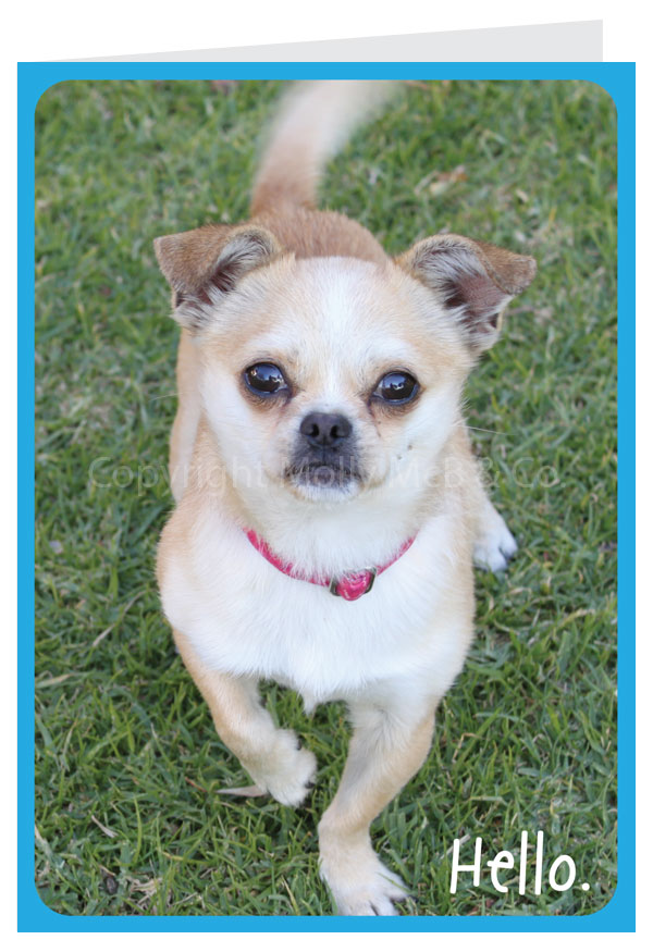 Hello Chihuahua - Blank