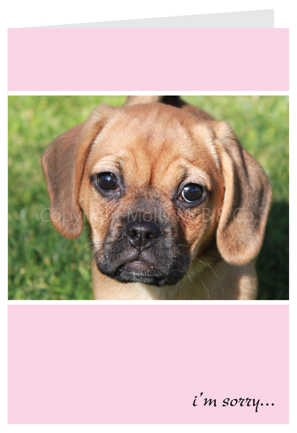 I'm Sorry Card - Puggle