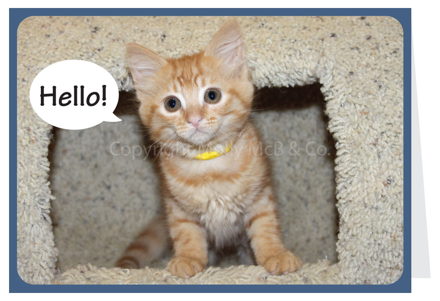 Hello Kitten - Blank
