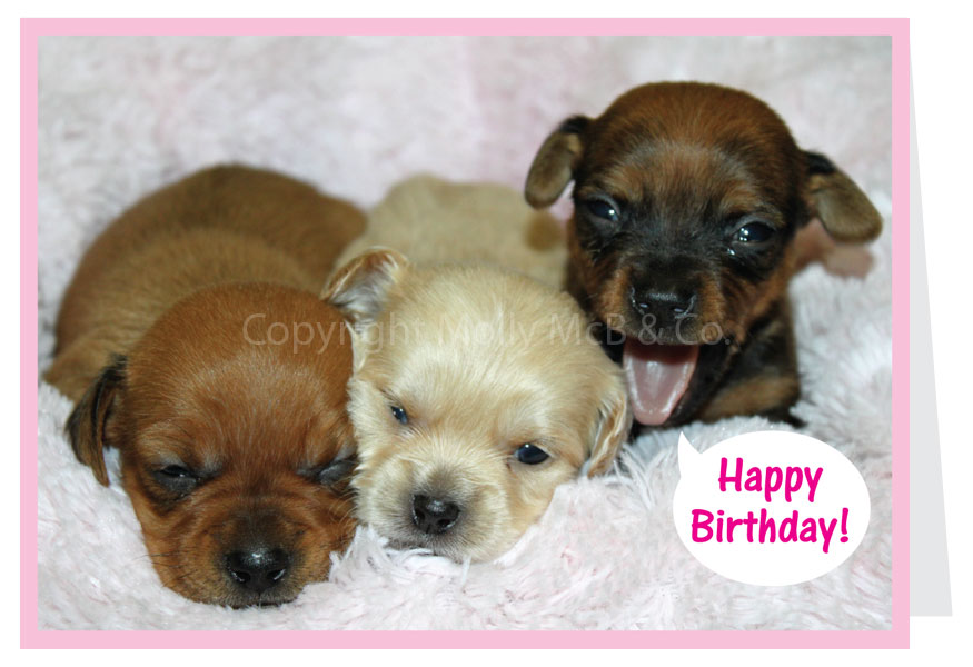 Happy Birthday Card - Puppies