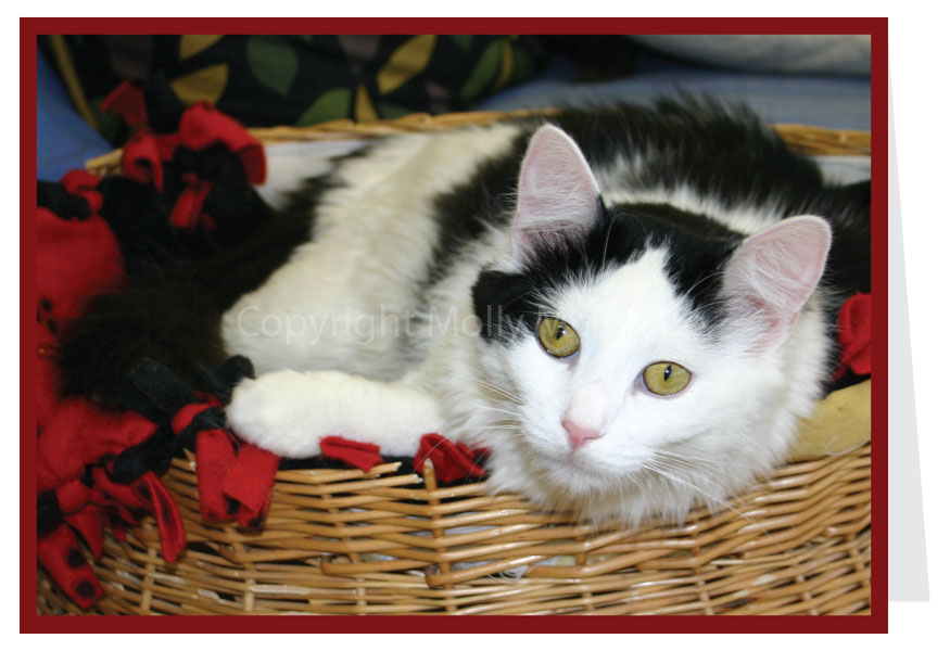Cat Card - Blank