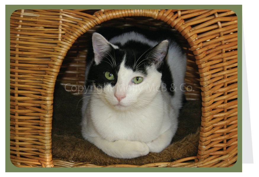 Cat Card - Blank